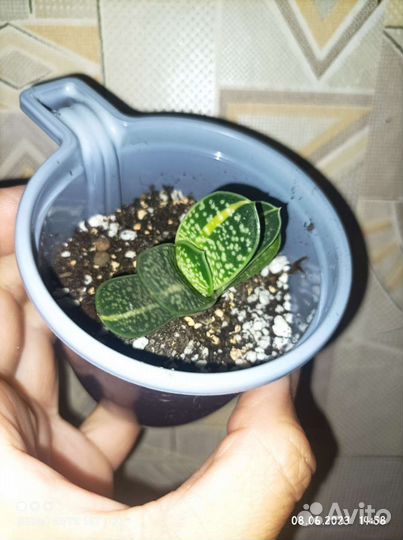 Кактусы, хавортия, алоэ, гастерия