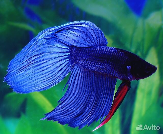 Рыбка Петушок