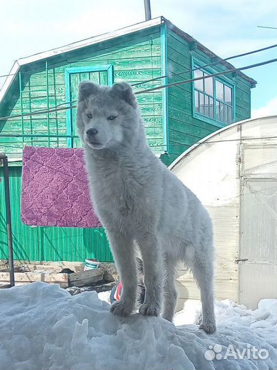 Отдам в добрые руки Хаски мальчик 6мес,зовут Хасан