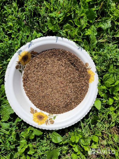 Семена укропа