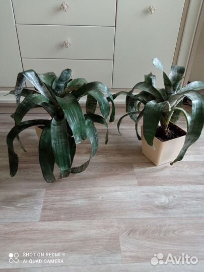 Экзотическая Эхмея