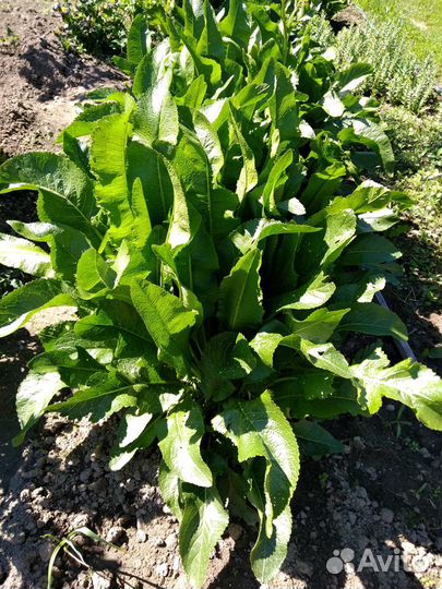 Хрен, любисток