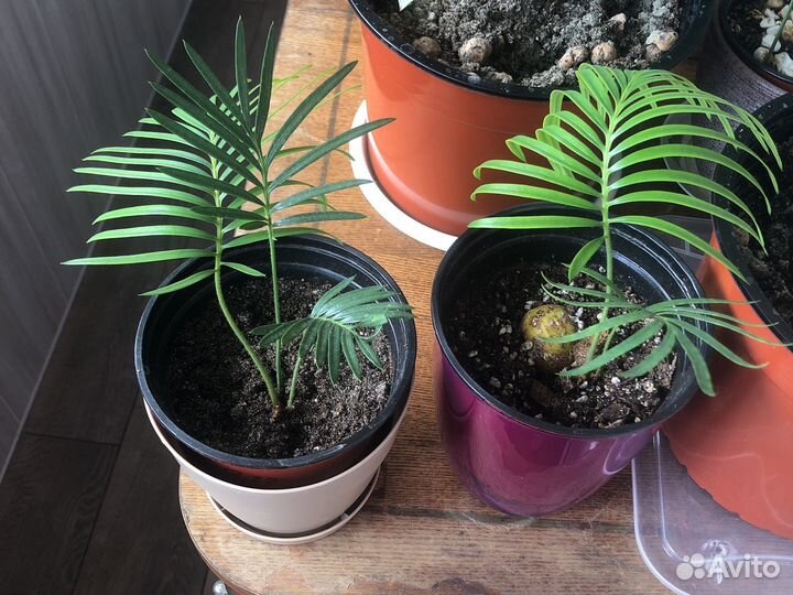 Цикас революта