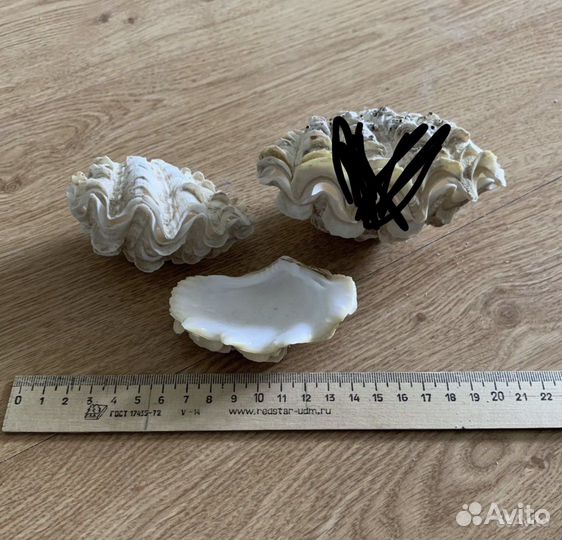 Морская ракушка