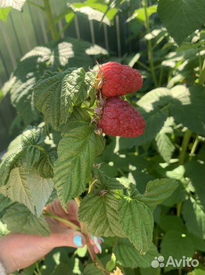 Саженцы малины