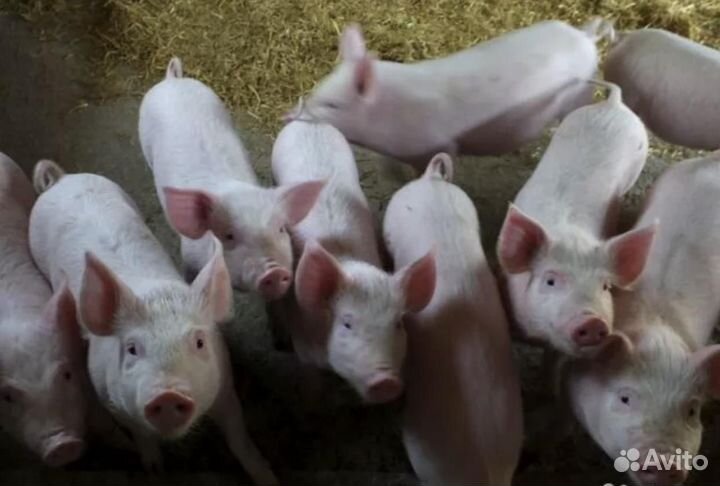 Поросята