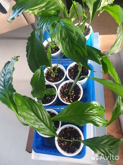 Статифиллум (обильноцетущий)