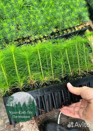 Зкс и окс Сосна Ель Лиственница сеянцы Голуб горн