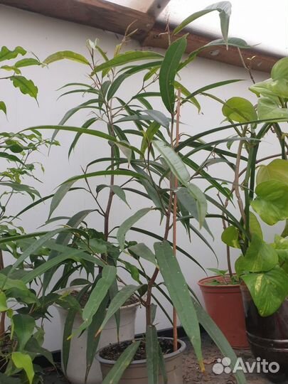 Комнатные растения