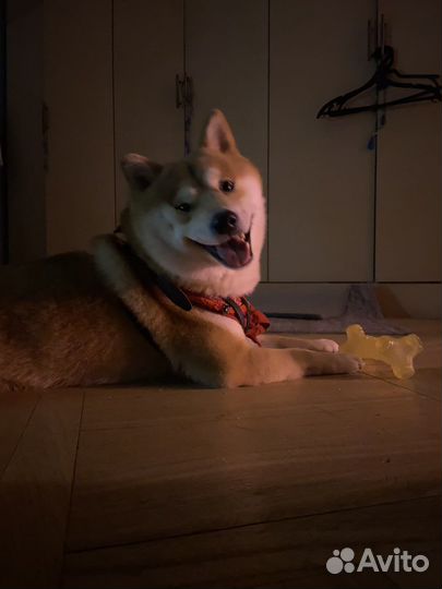 Шикарный мальчик Сиба-Ину ищет невесту