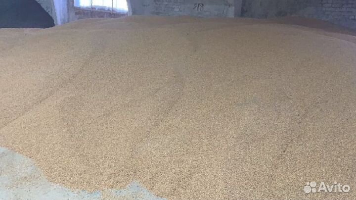 Кукуруза кормовая