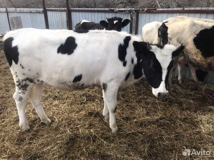 Корова и телки