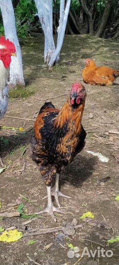 Молодые петухи