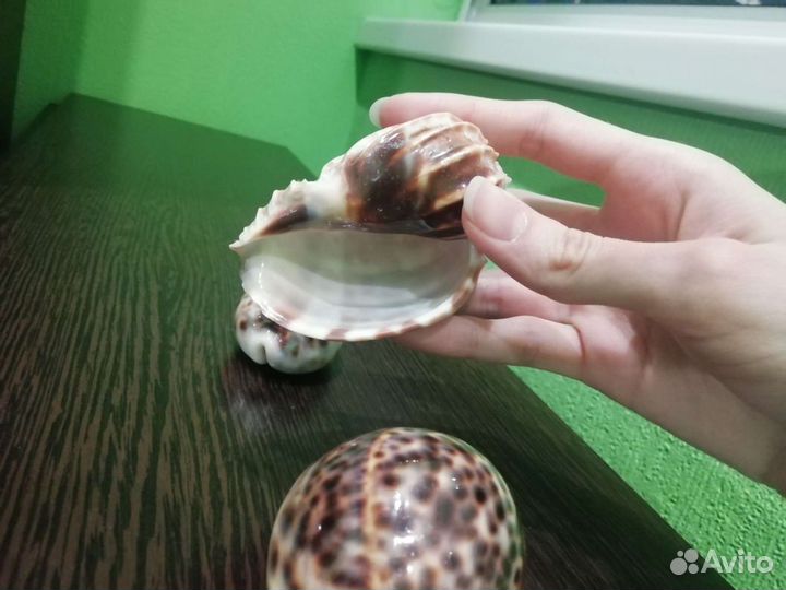 Ракушка декоративная