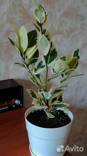 Фикусы Микрокарпа Альбомаргината и Керли