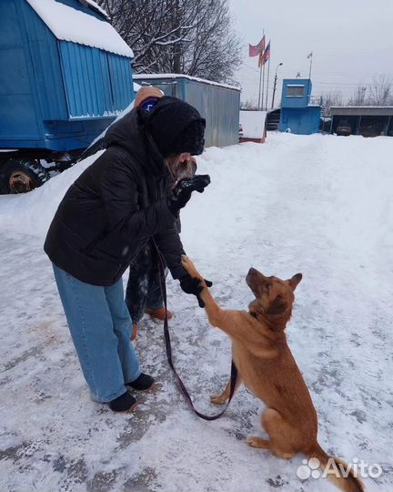 Собака в добрые руки