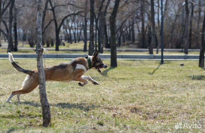 Собака