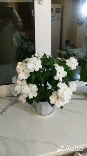 Бальзамин новогвинейский