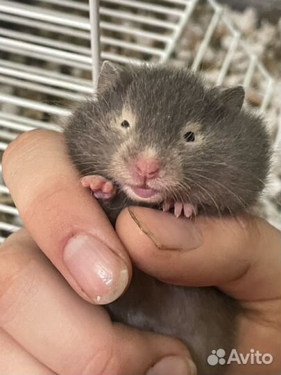 Сирийские хомячки