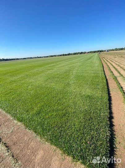 Рулонный газон