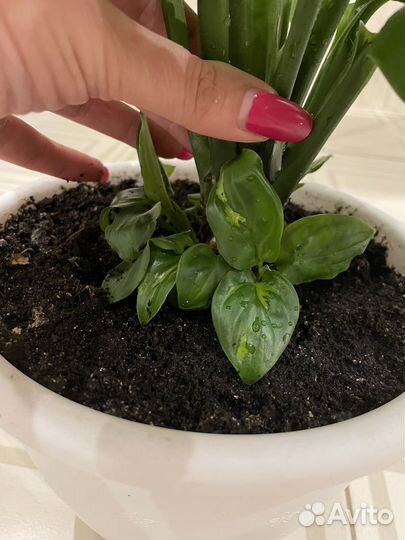 Спатифиллум Мун шадоу