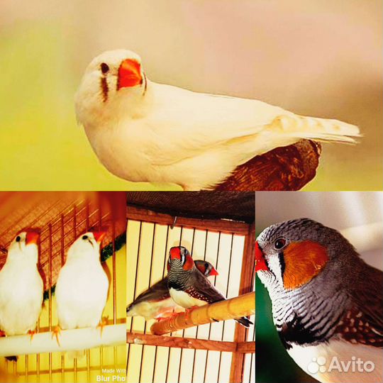 Амадины Зебровые