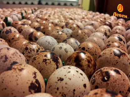Инкубационное яйцо перепелов, Великие Луки