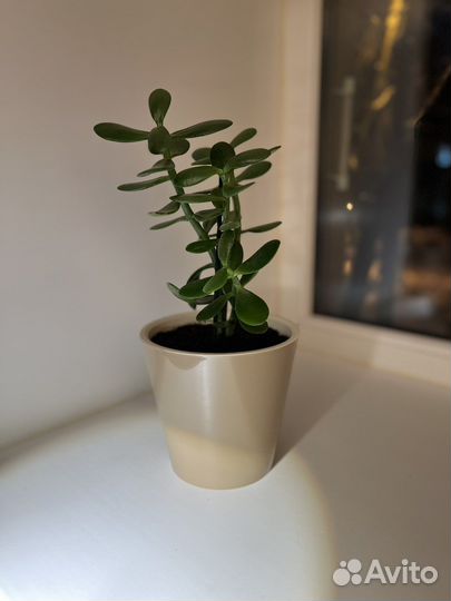 Денежное дерево (крассула или толстянка)