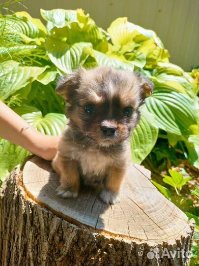 Собаки бесплатно в добрые руки щенки