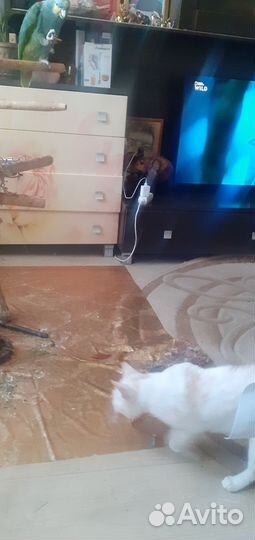 Попугай венисуэльский амазон