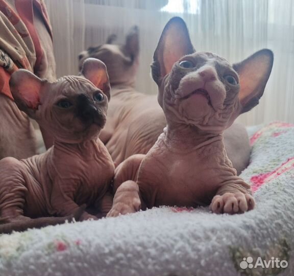 Канадский сфинкс Эльфики