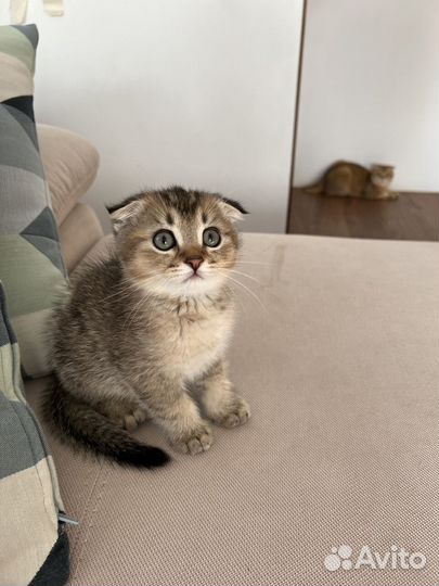 Котята шотландской вислоухой кошки