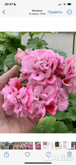 Пеларгония