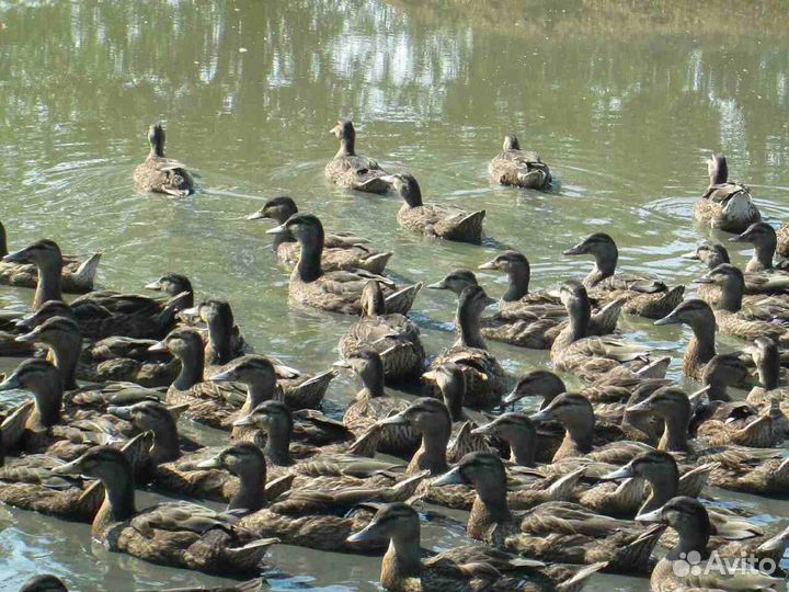 Утка подсадная 