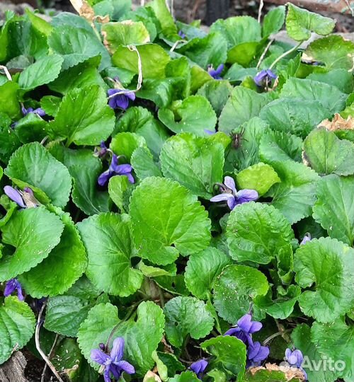 Многолетние садовые цветы