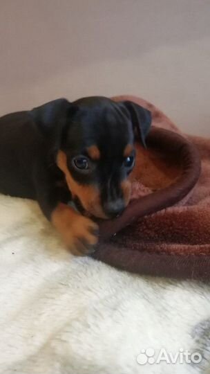 Цвергпинчер