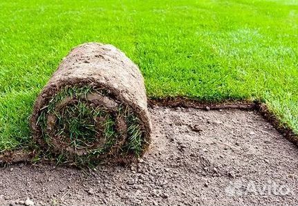 Продажа Рулонного газона