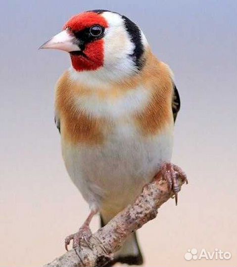 Чижи щеглы певчие птицы