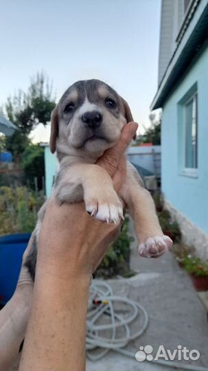 Щенок в добрые руки бесплатно