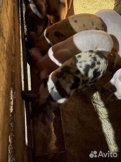 Поросята ландрас дюрок