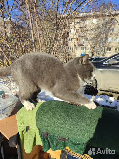 Молодой котик, ласковый и упитанный
