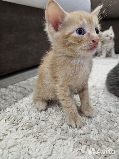 Котенок в добрые руки
