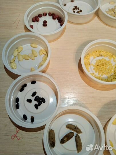 Гербарий (семена) ок.Радуга парка