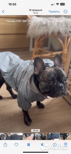 Ветровка для собаки