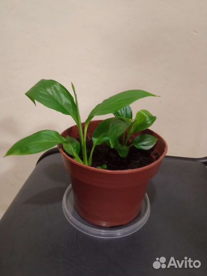 Спатифиллум (женское счастье)