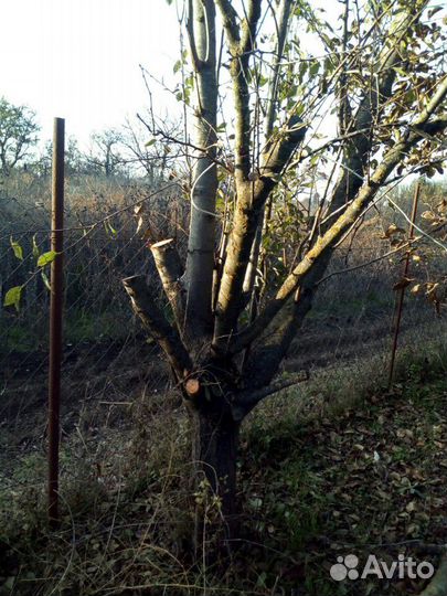 Деревья на дрова