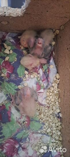 Пара попугаев карелл