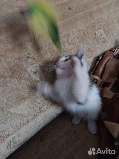 Котёнок (мальчик)