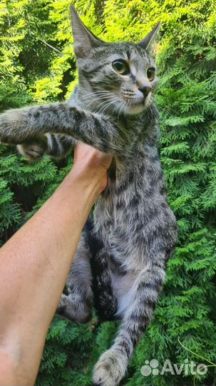 Котенок-рысенок в поиске дома