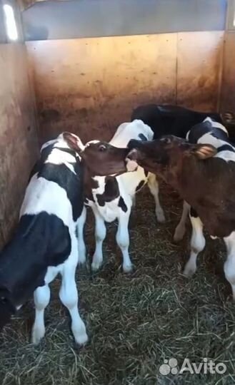 Бычки и телята